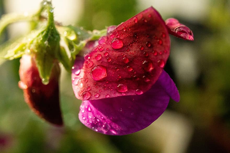 Flower, Petals, Dew, Raindrops, Drops