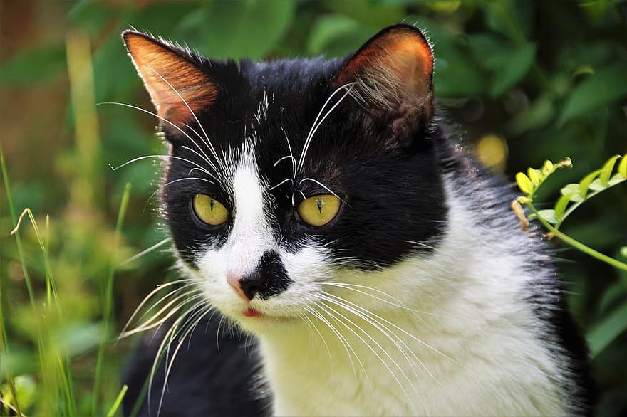 Cat, Pet, Feline, Animal, Fur, Whiskers, Eyes, Kitty, Domestic, Domestic Cat, Cat Portrait
