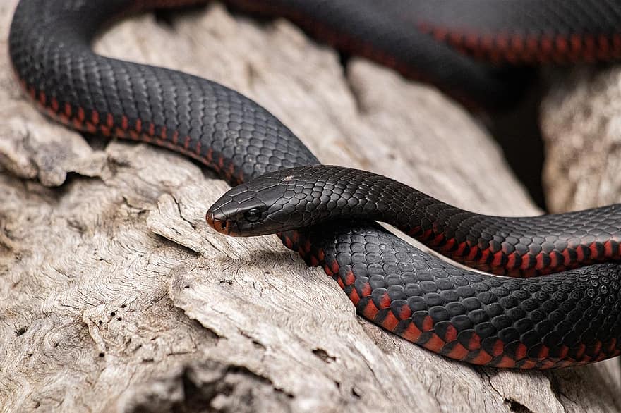 cobra preta de barriga vermelha, serpente, animal, réptil, Cobra Barriga Vermelha, animais selvagens, escalas, selvagem, natureza, Austrália, venenoso