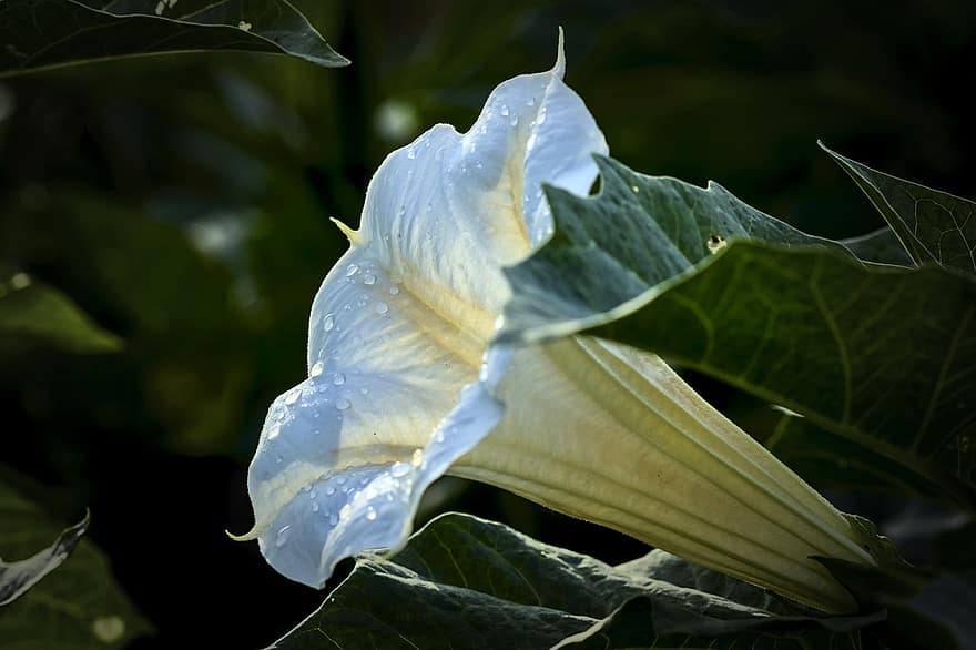 Tromba del diavolo, tromba d'angelo, fiore bianco, Datura Metel, Guazza, fiorire, pianta medica, natura
