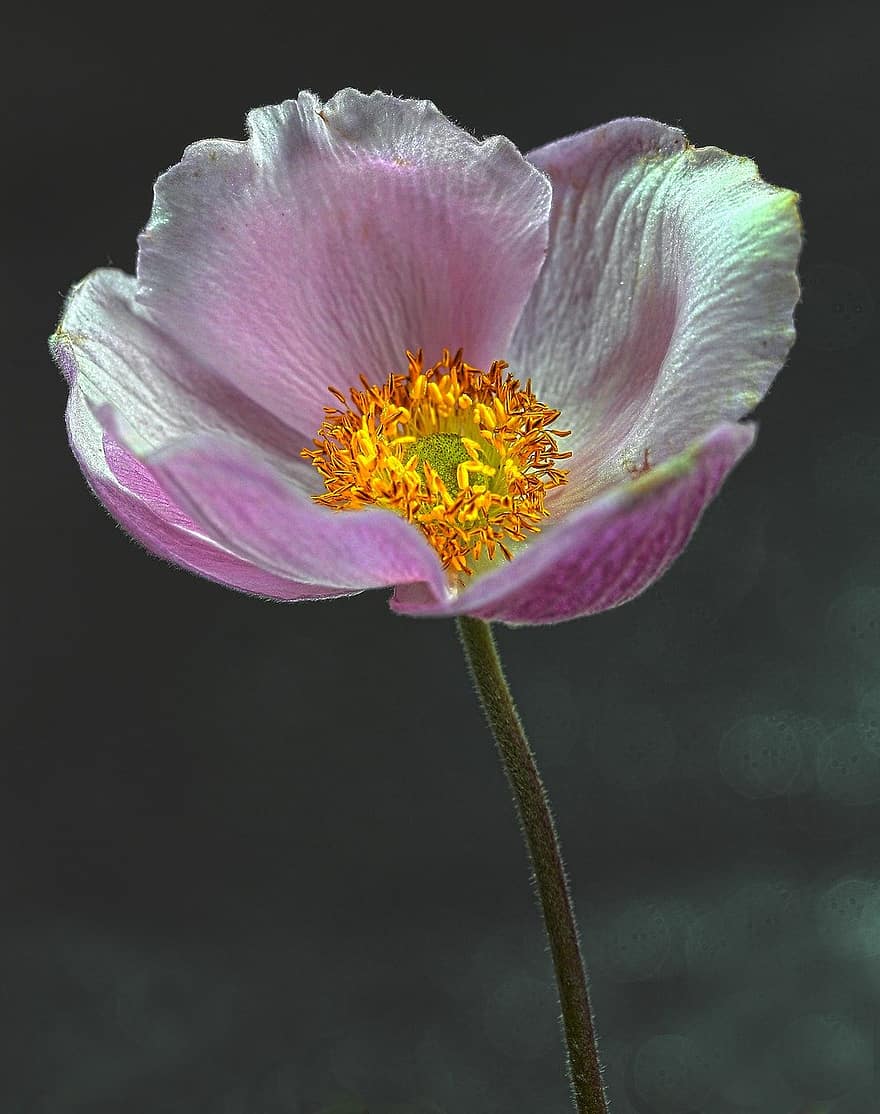 Autumn Blooming Anemone, Japanese Anemone, Pink Flower, Blossom, Bloom, Flora, Close Up, Plant, Nature, Pink, close-up