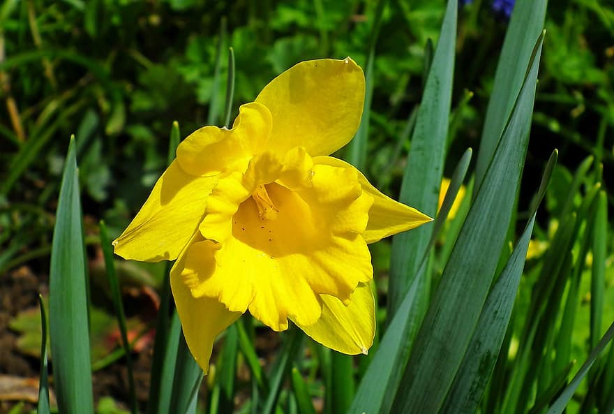 narcis, květ, rostlina, žlutý květ, okvětní lístky, jaro, zahrada, Příroda, letní, žlutá, detail
