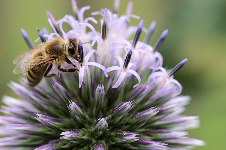 mel d'abella, abella, flor, card de pilota, Globetistle, insecte, polinització, florir, echinops, planta, jardí