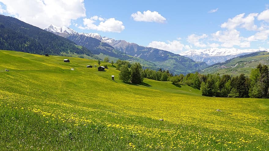 pola, góry, wzgórza, kwiaty, łąki, Alpy, alpejski, krajobraz górski, wiosna, pole mniszka lekarskiego, łąka kwiat