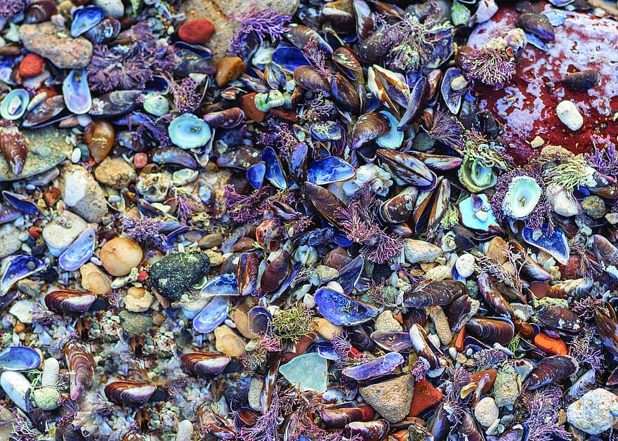conchiglie, natura, colorato, vita marina, molluschi, sfondo, blu