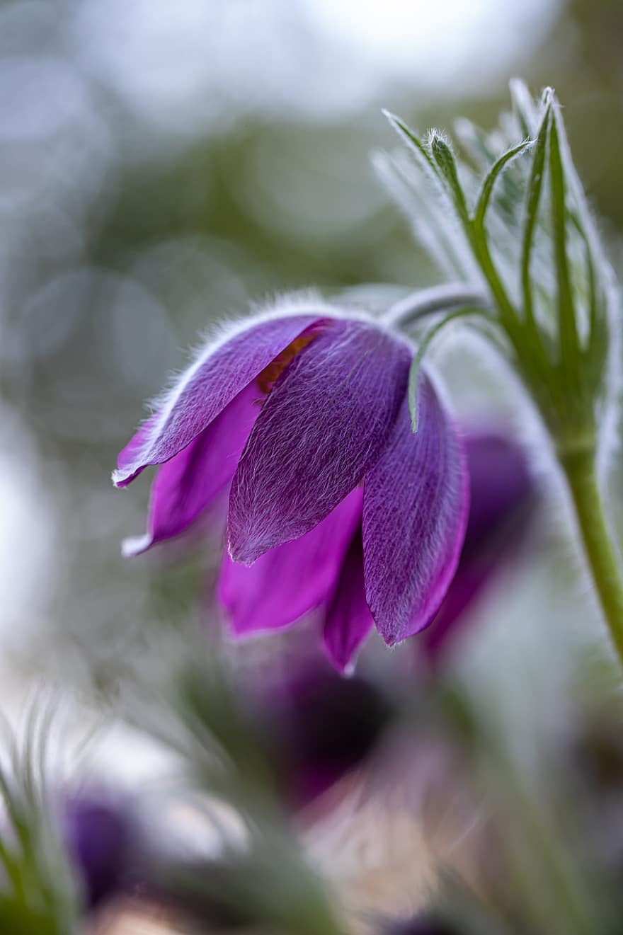 Purple Flower, Pasqueflower, Flower, Pulsatilla Vulgaris, Garden, Nature, Bokeh, Macro, Savoie, close-up, plant