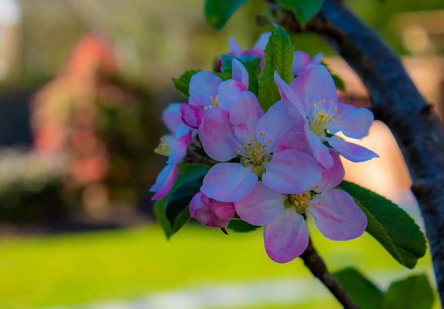 blomst, æbleblomst, have, forår