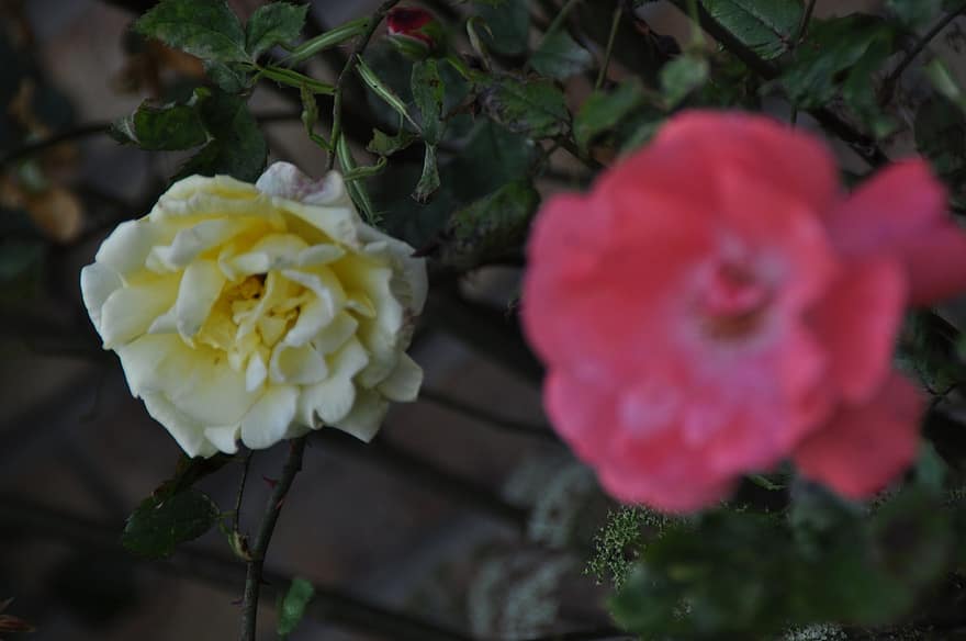 róże, biały, Biała Róża, czerwona róża, ogród, roślina, romans, różowy, romantyk