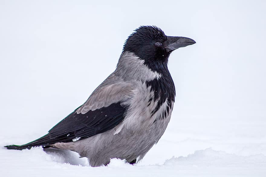cuervo, pájaro, nieve, corneja, animal, fauna silvestre, invierno