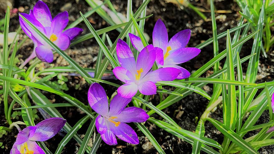 bunga ungu, crocus, bunga-bunga, musim semi, alam, menanam, bunga, ungu, kepala bunga, daun bunga, merapatkan