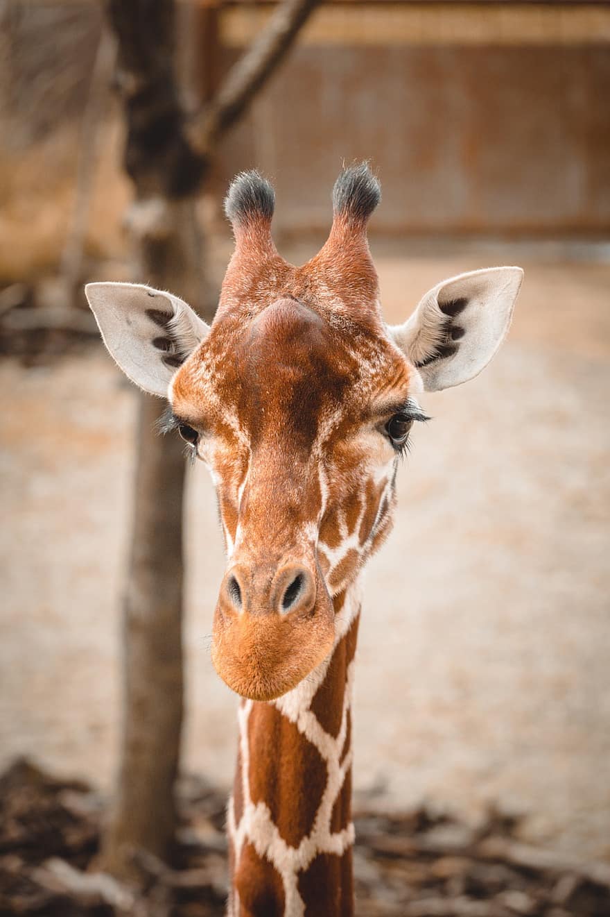 Giraffe, Wild, africa, animals in the wild, safari animals, animal head, close-up, horned, wildlife reserve, savannah, hoofed mammal