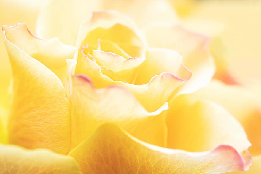 giallo, rosa, fiore, petali, rosa gialla, fiore giallo, petali gialli, petali di rosa, rosa fiorita, fiorire, fioritura