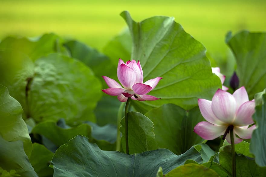 lotus, blomma, rosa blomma, Lotus blomma, lotusblad, kronblad, rosa kronblad, flora, vattenväxter