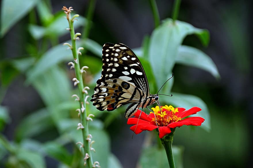 insekt, sommerfugl, entomologi, bestøvning, vinger, zinnia, blomst, flora, natur, tæt på, multi farvet