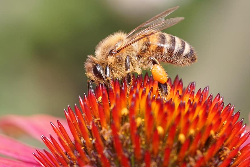 Bie, honning, nektar, insekt, pollen, pollinering