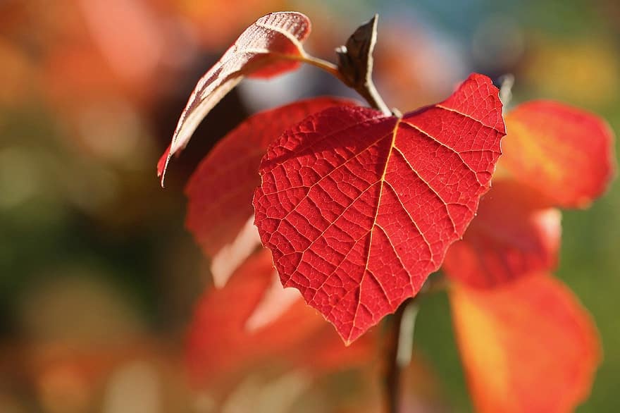 foglie d'autunno, foglie rosse, le foglie, foglia, autunno, avvicinamento, stagione, giallo, pianta, colore vibrante, multicolore