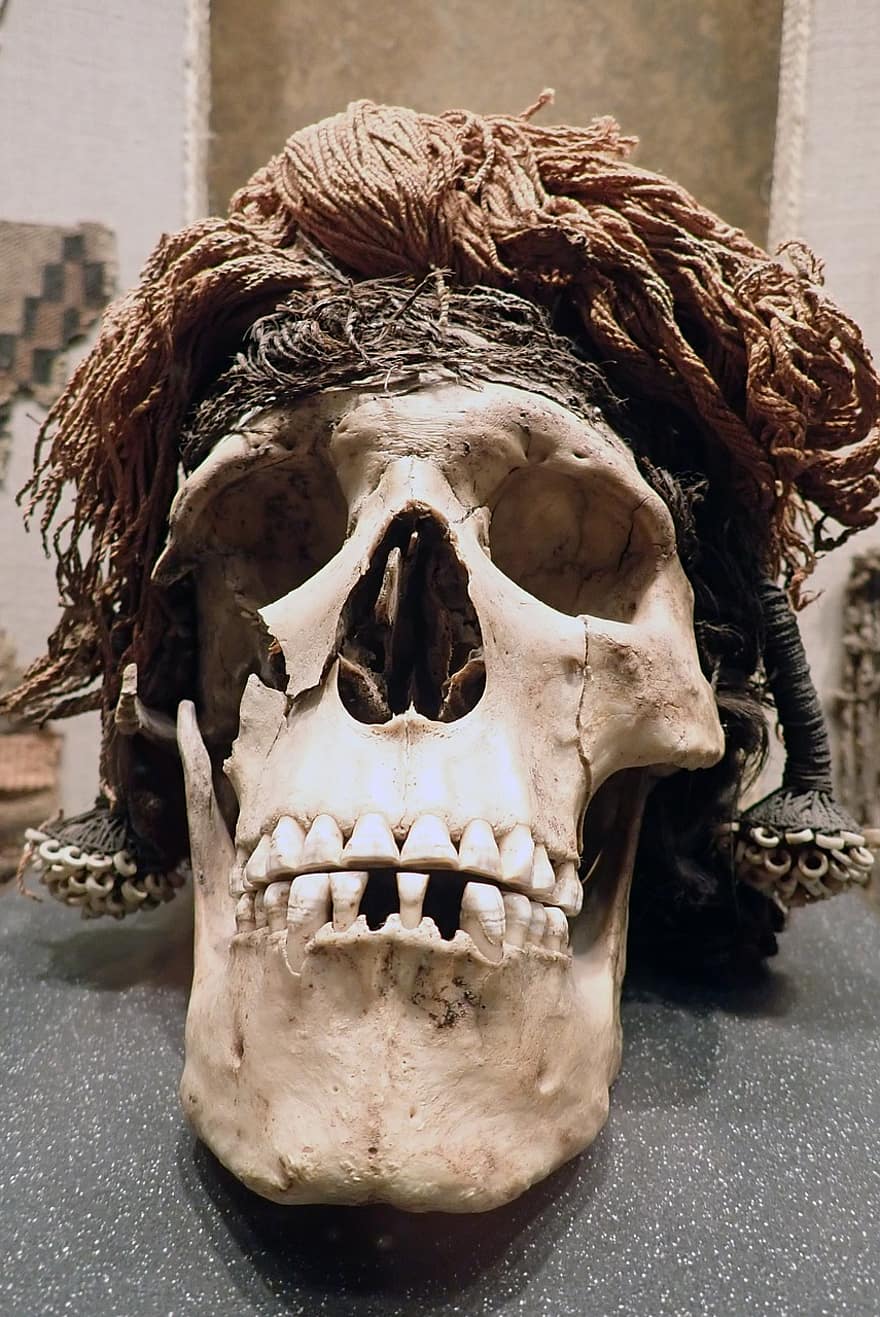 cráneo, antropología, arqueología, esqueletos