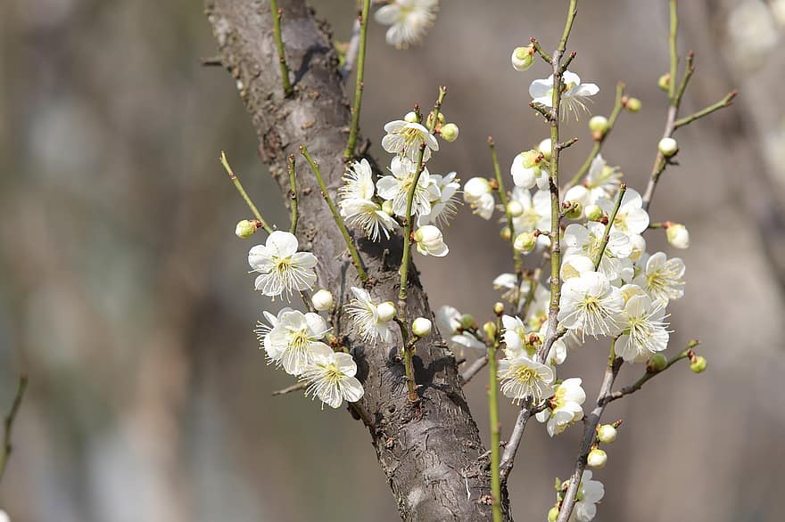 Plum Blossoms, Plum Flowers, Spring Flowers, Spring, Plum Tree, Flowers, springtime, branch, flower, close-up, tree