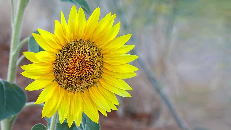 bunga matahari, bunga, bunga kuning, kelopak, kelopak kuning, mekar, berkembang, flora, menanam