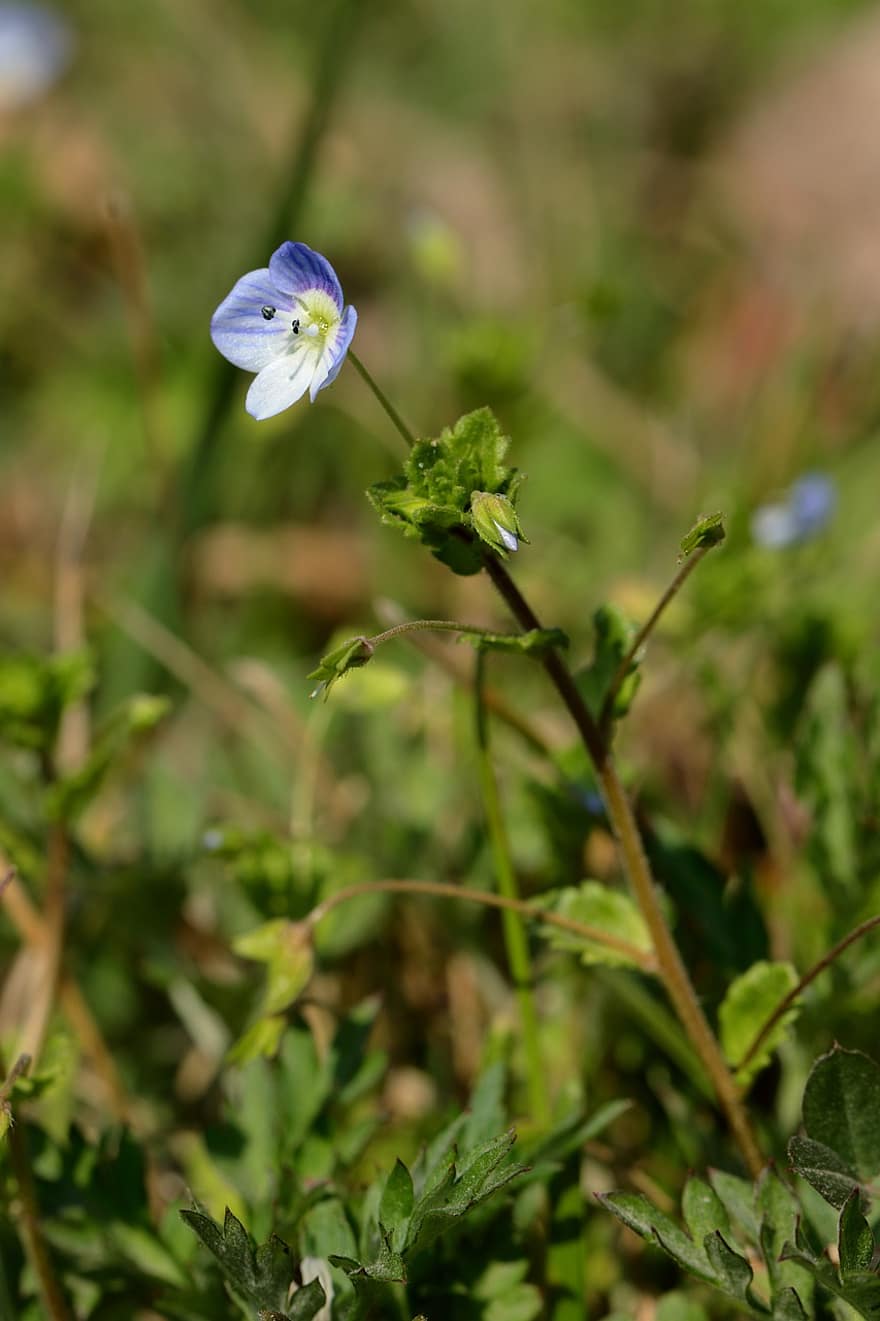 mata bayi biru, Nemophila Menziesii, bunga biru, musim semi, bunga liar, padang rumput, taman, menanam, merapatkan, warna hijau, bunga