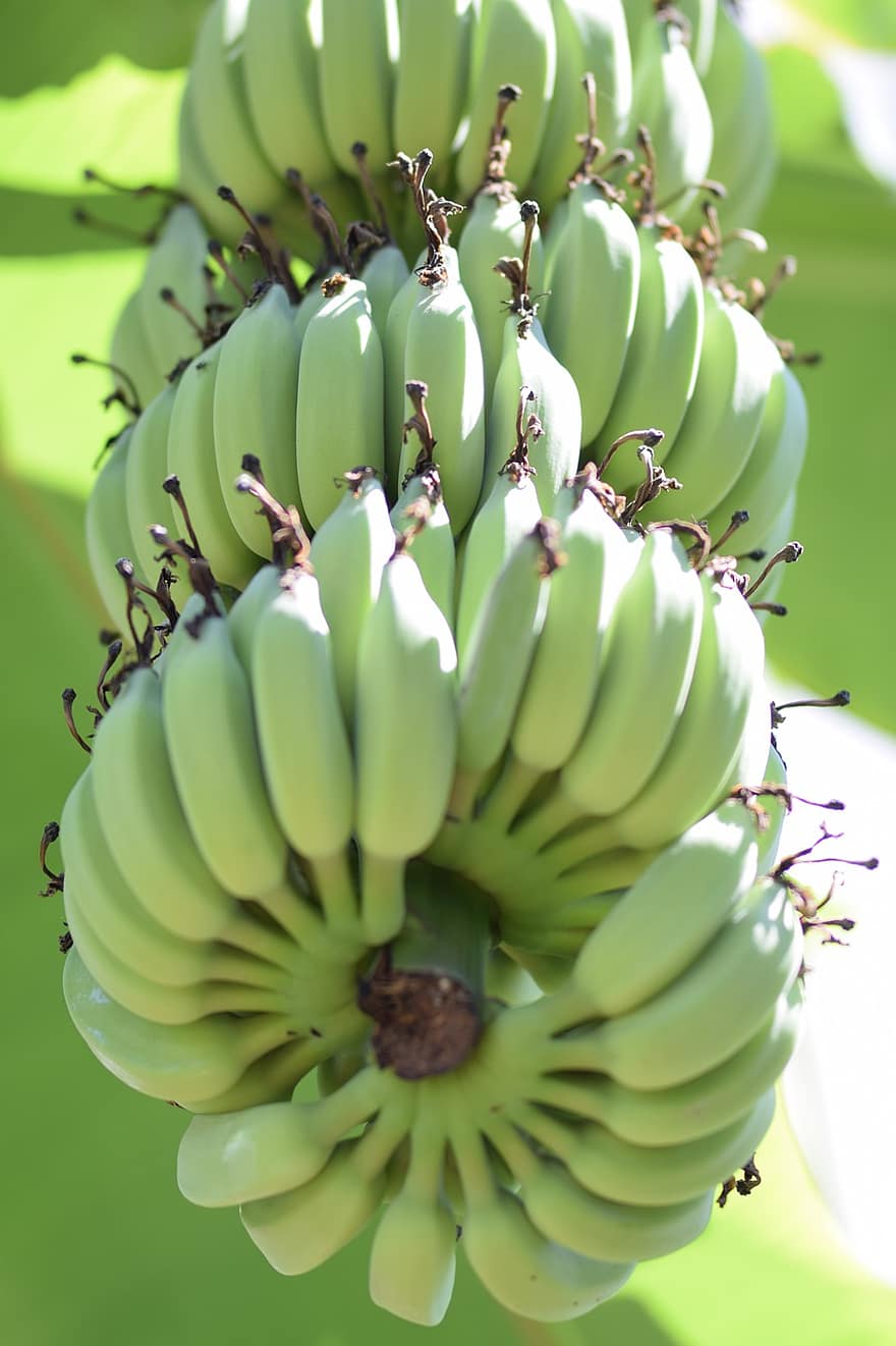 ovoce, banán, organický, tropický, zelená barva, svěžest, detail, list, jídlo, zemědělství, rostlina