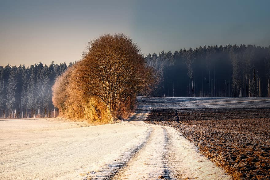 грязная дорога, зима, лес, деревья, поля, иней, мороз, природа, дерево, пейзаж, время года