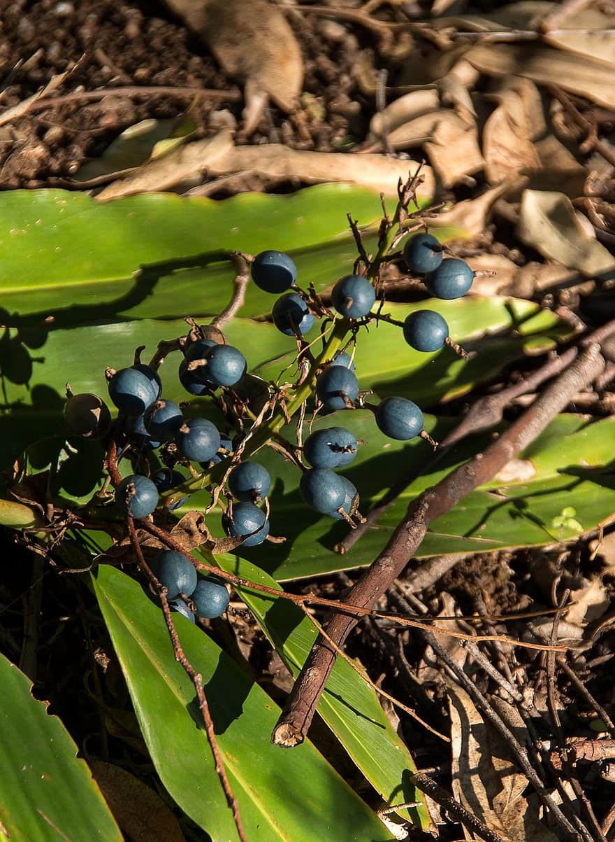 zenzero nativo, Zenzero, frutti di bosco, frutta, blu, Marrone, le foglie, verde, foresta pluviale, foresta, Queensland