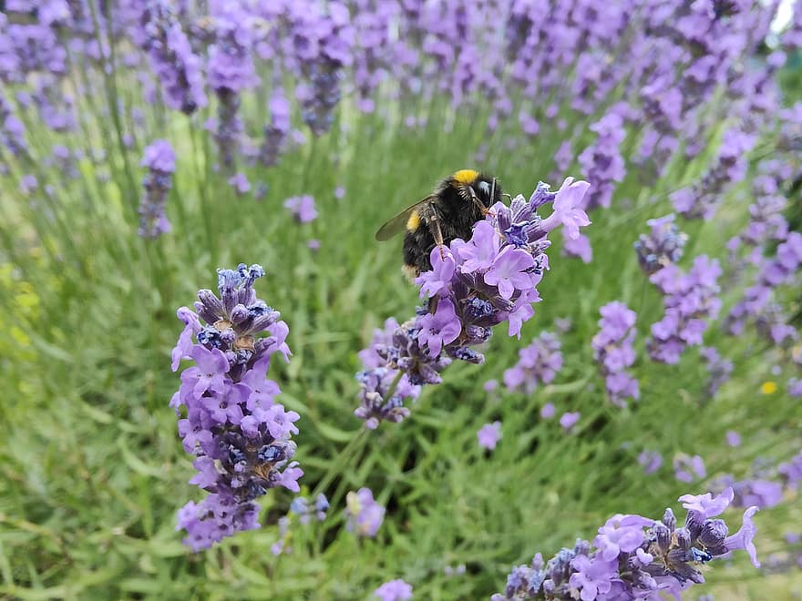 Bee, Flower, Pollination, Insect, Entomology, Bloom, Blossom, Bumblebee, Lavender, Nature, summer