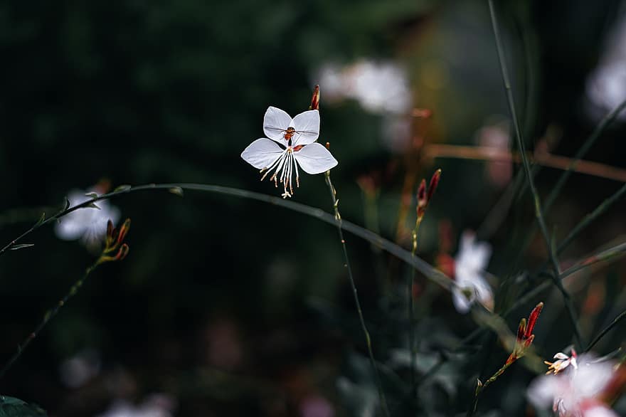 सफेद गौरा, फूल, पौधा, सफ़ेद फूल, पंखुड़ियों, कलियों, फूल का खिलना, प्रकृति