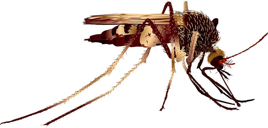 насекомые, малярия