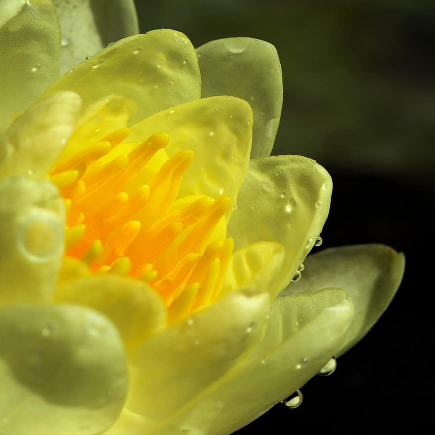 Lotus, Yellow Lotus, Yellow Flower, Lotus Flower, Blossom, Bloom, Petals, Plant, Flora, Dew, Wet
