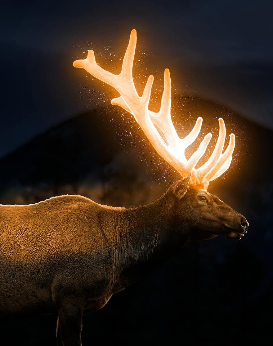 Deer, Reindeer, Moose, Glowing Deer, Animal, Wild Animal, Miracle, Imagine, Gauze, Night, Dream