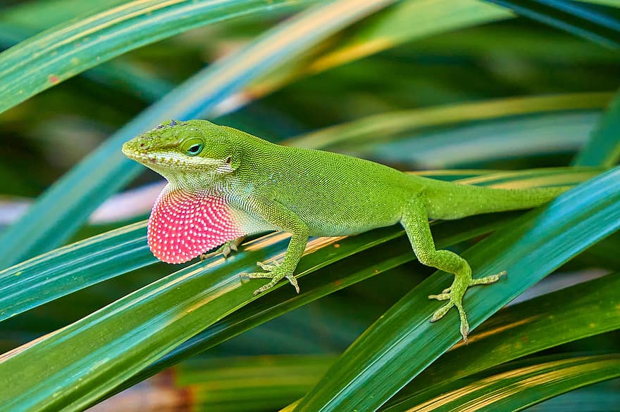 lagarto, réptil, animal, escalas, anole, barbela, verde, fechar-se, cor verde, animais em estado selvagem, clima tropical