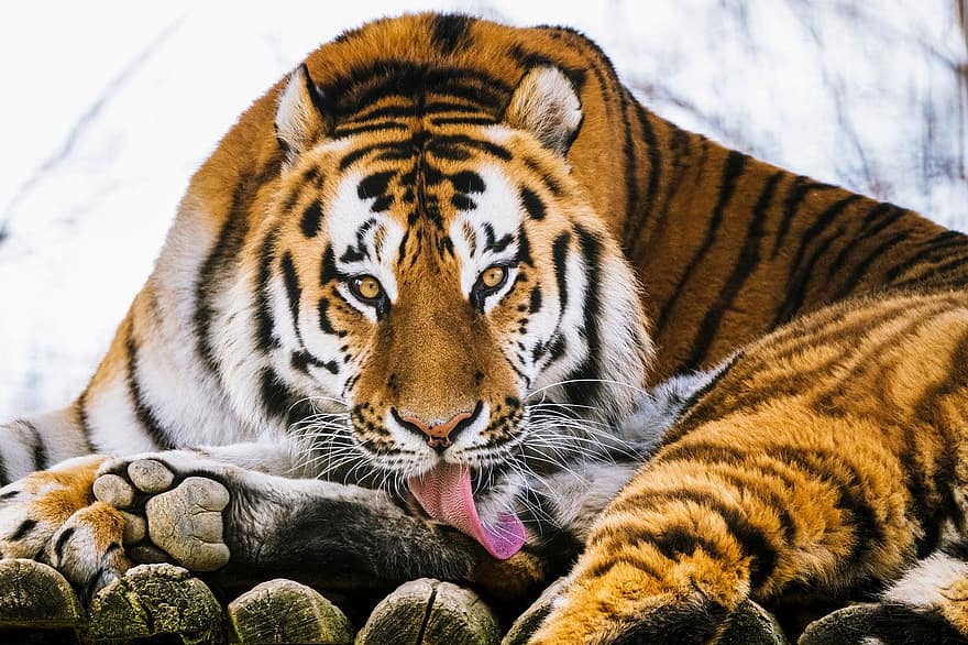 tiger, dyr, pattedyr, stor katt, vilt dyr, dyreliv, rovdyret, kjøtteter, fauna