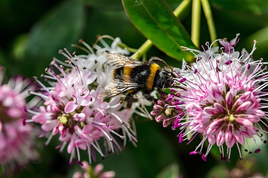 bondar, albină, insectă, poleniza, polenizare, flori, insectă înțepată, aripi, natură, hymenoptera, entomologie