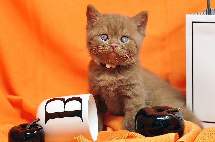 brit rövidszőrű, cica, macska, profil, portré, macska profil, macska portré, házi kedvenc, belföldi, macskafajta, barna macska