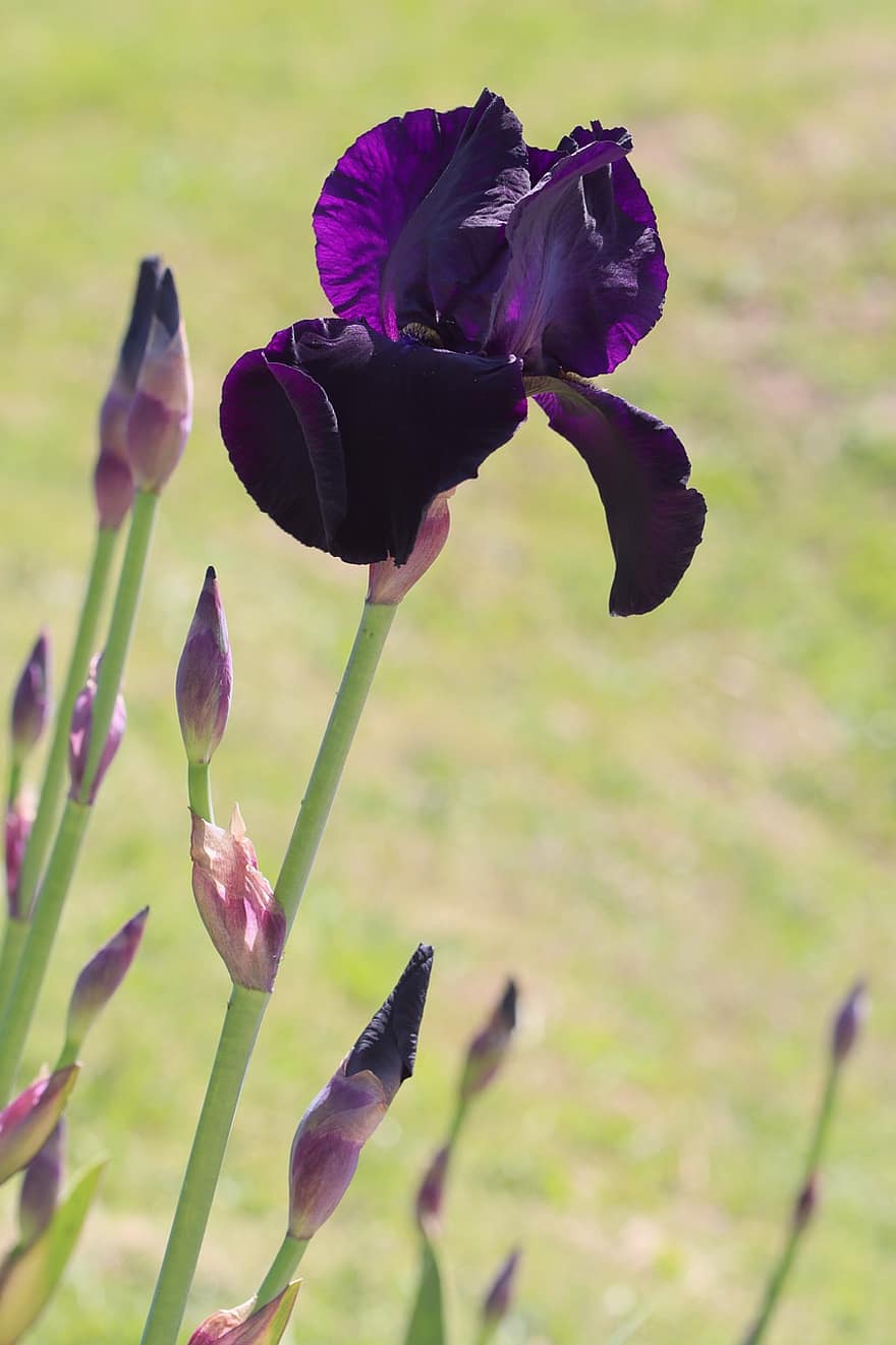 Iris, Blume, Pflanze, lila Iris, lila Blume, Blütenblätter, Knospen, blühen, Garten, Natur