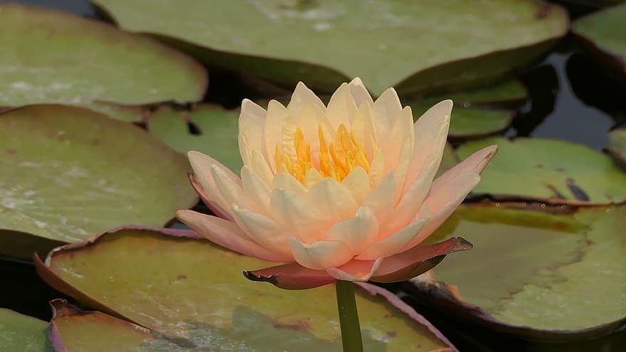 Waterlily, Lotus Flower, Lily Pads, Aquatice Plants, Bloom, Blossom, Flora, Botany, Plants, Stamen, Pond