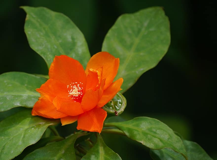Pereksia Sakarosa, floare, floare portocalie, petale, portocalii petale, frunze, a inflori, inflori, floră, plantă, natură