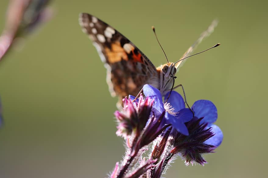 Butterfly, Insect, Flower, Wings, Blue Flower, Bloom, Plant, Spring, Meadow, Nature, Macro