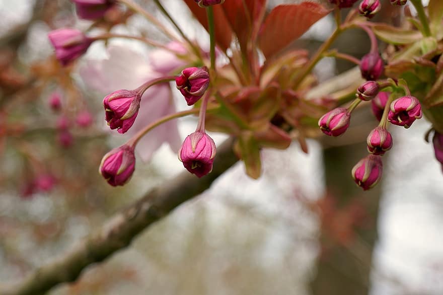 kirsikankukkia, kukannuput, vaaleanpunaiset kukat, koriste-kirsikka, makro, kukat, japanilainen kirsikka, kevät, luonto