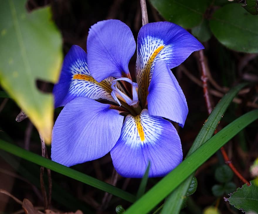 Ирис, цвете, синьо цвете, листенца, сини венчелистчета, разцвет, цвят, флора, растение, природа, едър план