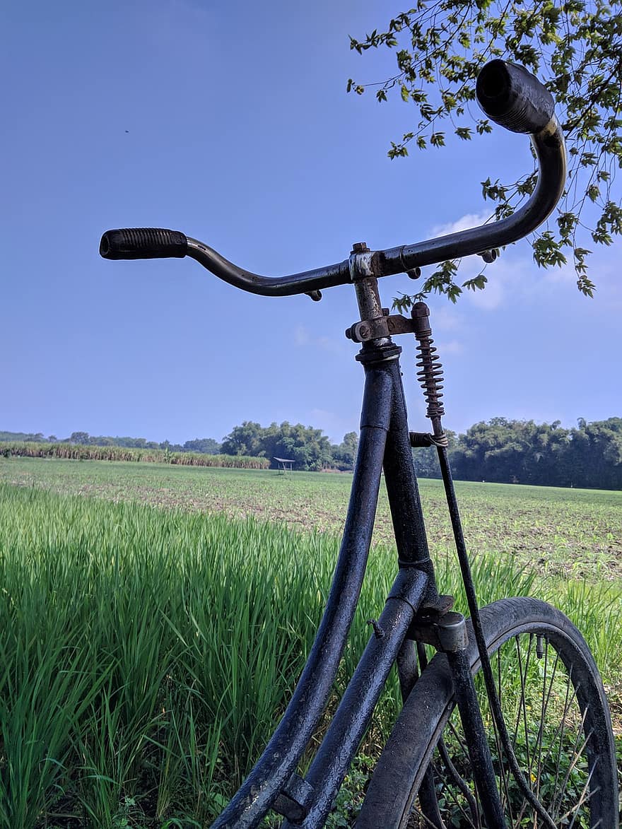 bicicleta, campo, Prado, grama, árvore, céu, arroz, jardim