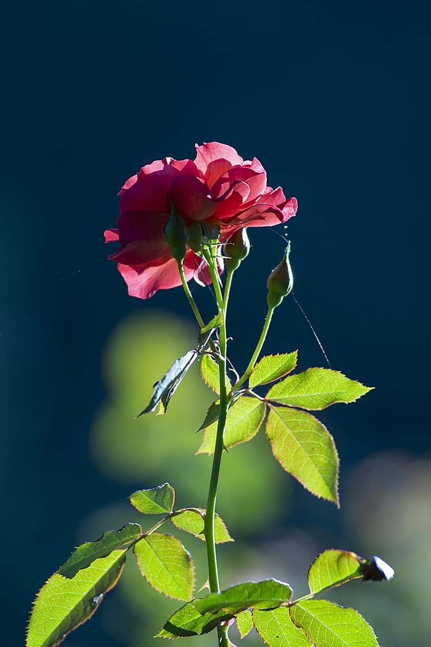 Rosa, Rosa roja, flor, flor roja, pétalos, floración, planta, planta floreciendo, planta ornamental, flora, naturaleza