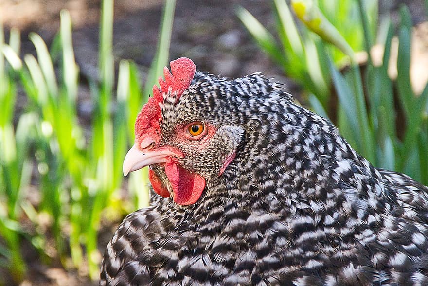 Bird, Plymouth Rock Chicken, Ornithology, Chicken, Feathers, Poultry, Species, Fauna, Avian, Animal, Beak