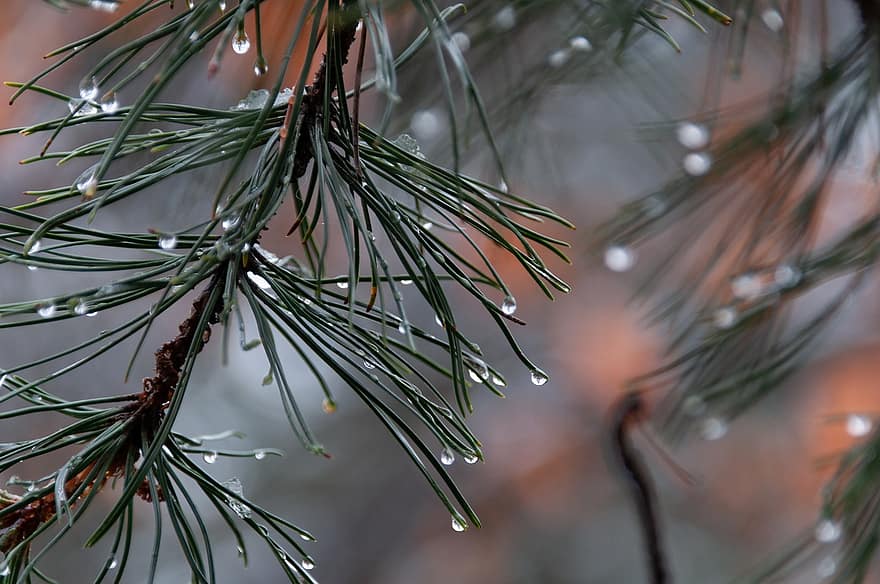 Conifer, Tree, Nature, Evergreen, close-up, coniferous tree, branch, pine tree, green color, needle, plant part
