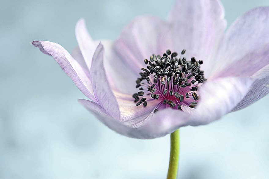 Autumn Blooming Anemone, Japanese Anemone, Pink Flower, Blossom, Bloom, Flora, Close Up, Plant, Nature, Stamens, close-up