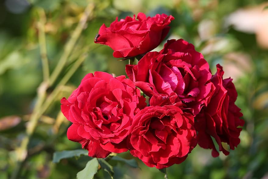 Rose rosse, fiori, fioritura, decorativo, pianta, estate, natura