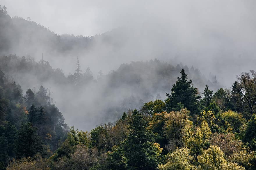mer de nuages, forêt, brouillard, forêt alpine, Montagne, arbre, paysage, l'automne, saison, sommet de la montagne, scène rurale
