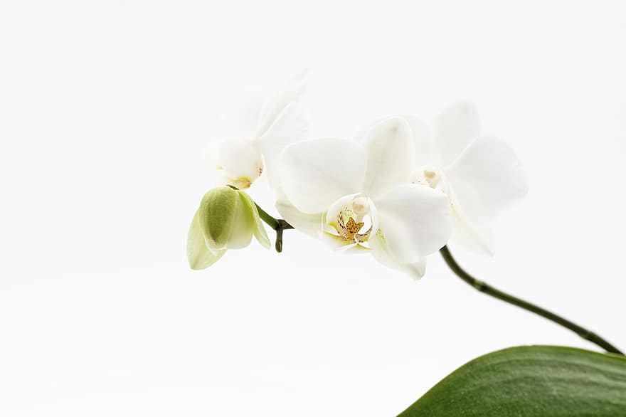 orhidee, flori, flori albe, petale, albe de petale, inflori, a inflori, botanică, plante, floră, natură